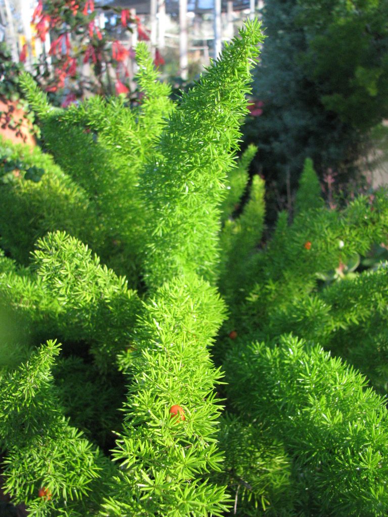 Asparagus_densiflorus_Meyersii_leaves_up