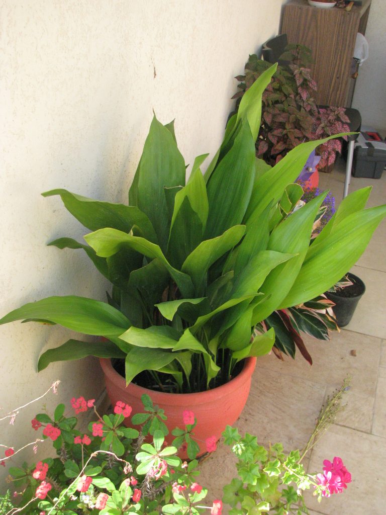 Aspidistra_elatior_full_up1