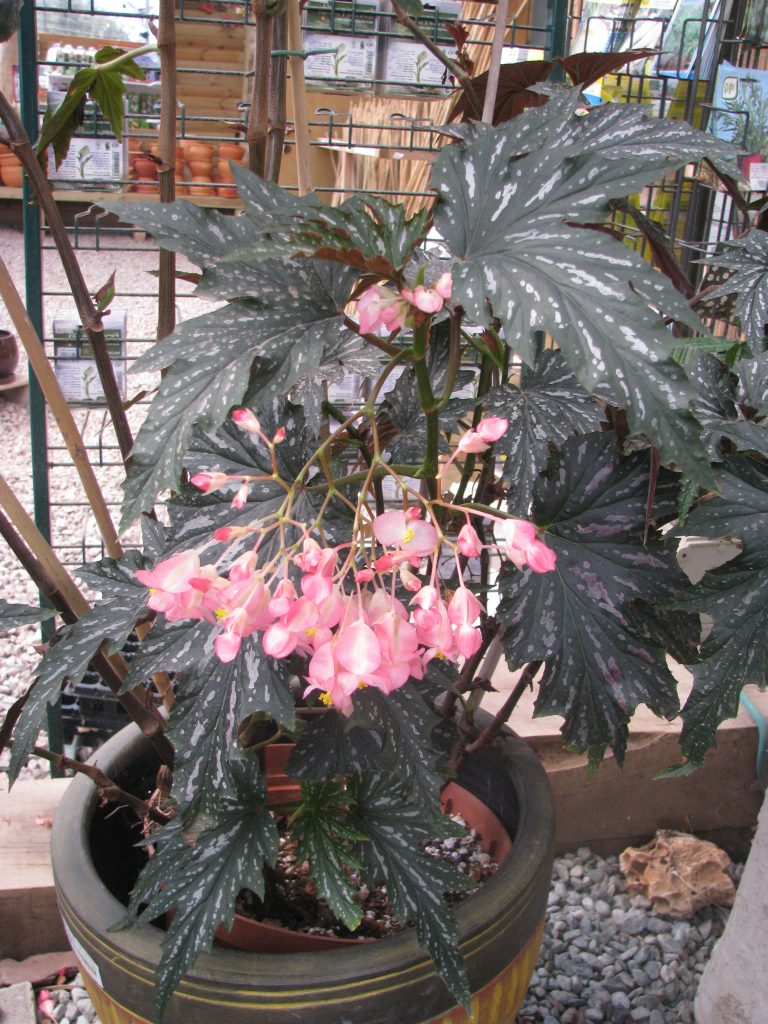 Begonia_Sophie_Cecile_leaves_flowers_up