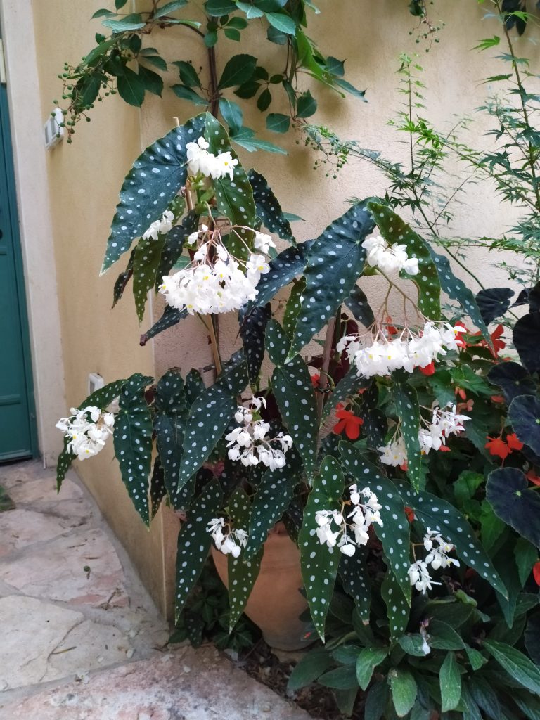 Begonia_maculata_Wightii_full_flowers_up