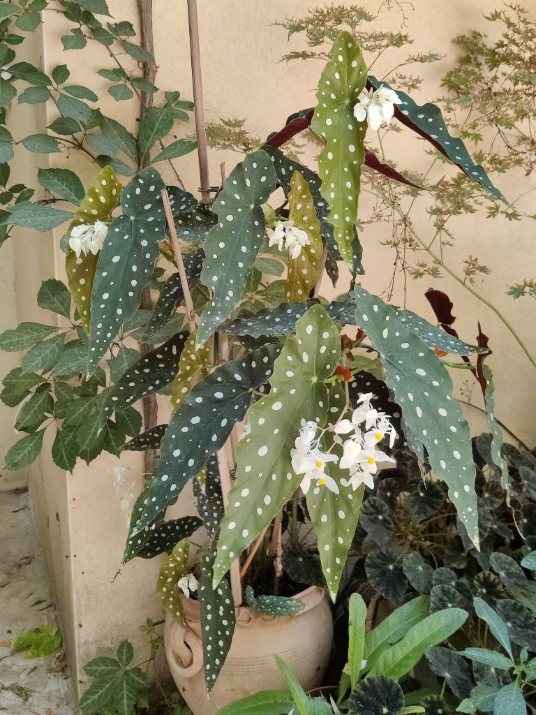 Begonia_maculata_Wightii_full_up1