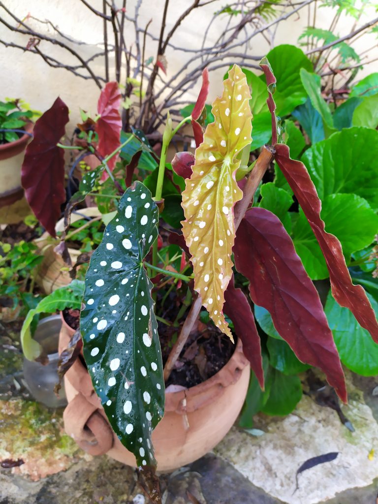 Begonia_maculata_Wightii_young_leaf_up1