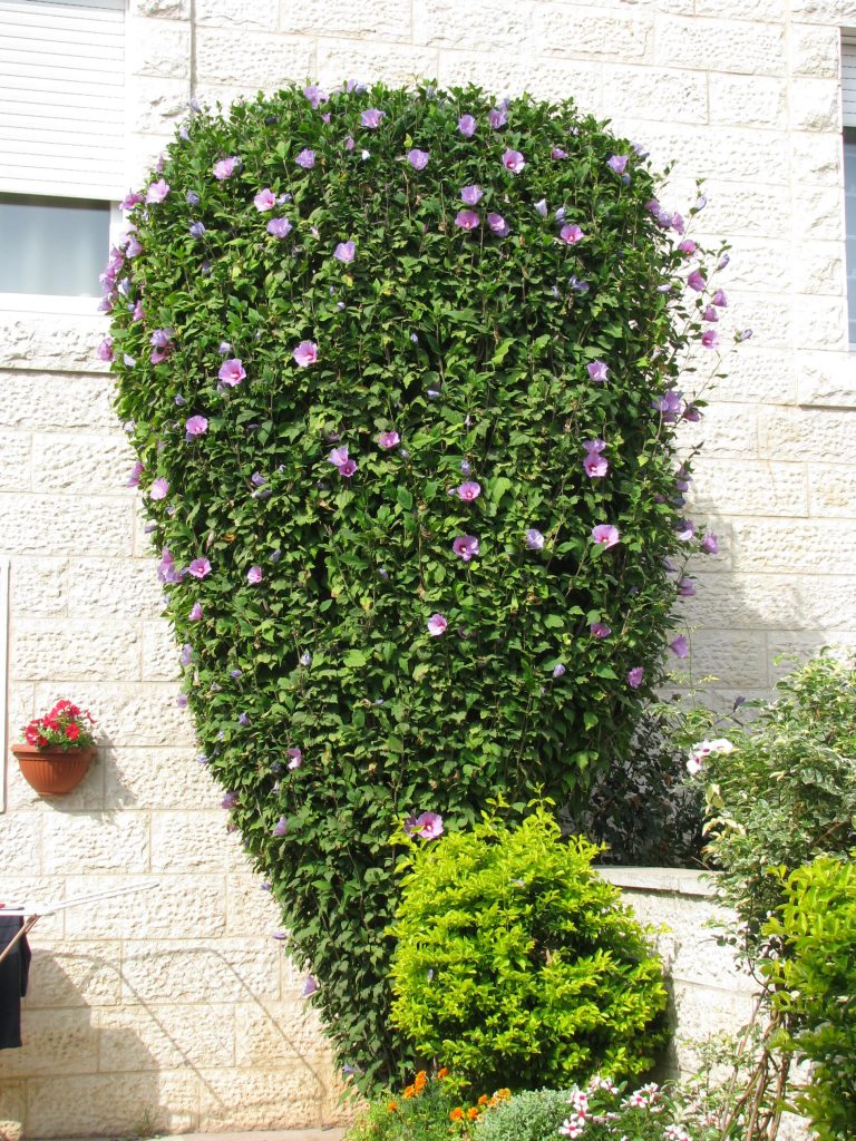 Hibiscus_syriacus_pink_trim_up