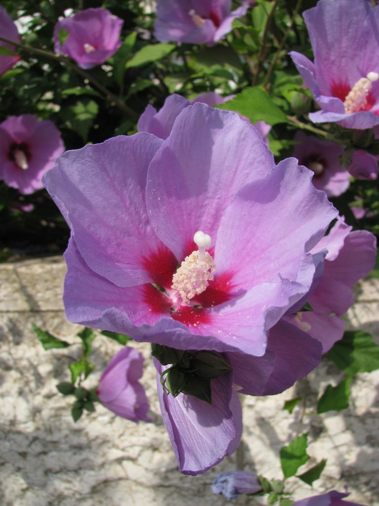 Hibiscus_syriacus_purple_flower_up