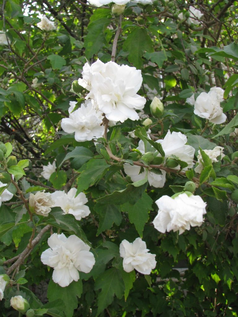 Hibiscus_syriacus_white_double_flower_up2