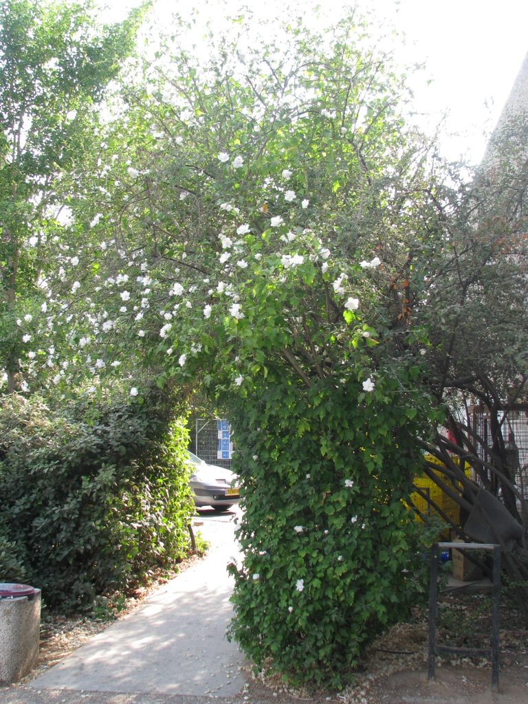 Hibiscus_syriacus_white_double_full_up