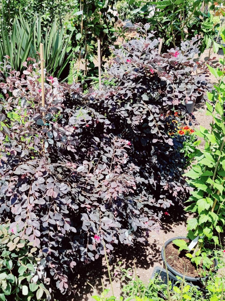 Loropetalum_chinense_var_rubrum_Black_pearl_full1_cut_up