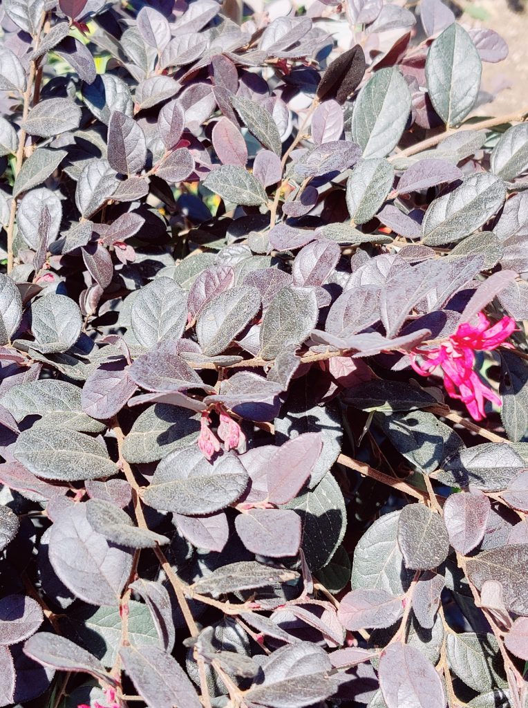 Loropetalum_chinense_var_rubrum_Black_pearl_leaves_flower1_cut_up