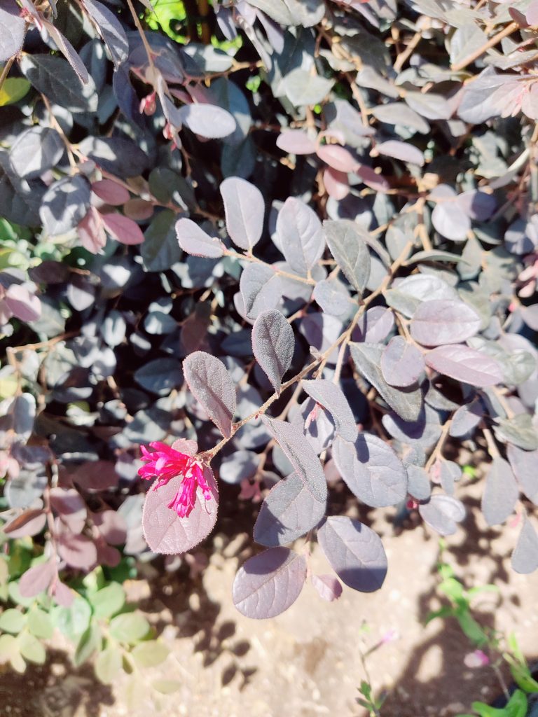 Loropetalum_chinense_var_rubrum_Black_pearl_leaves_flower_up1