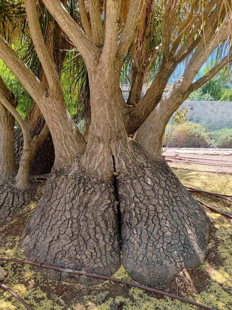 Nolina_recurvata_trunk_up