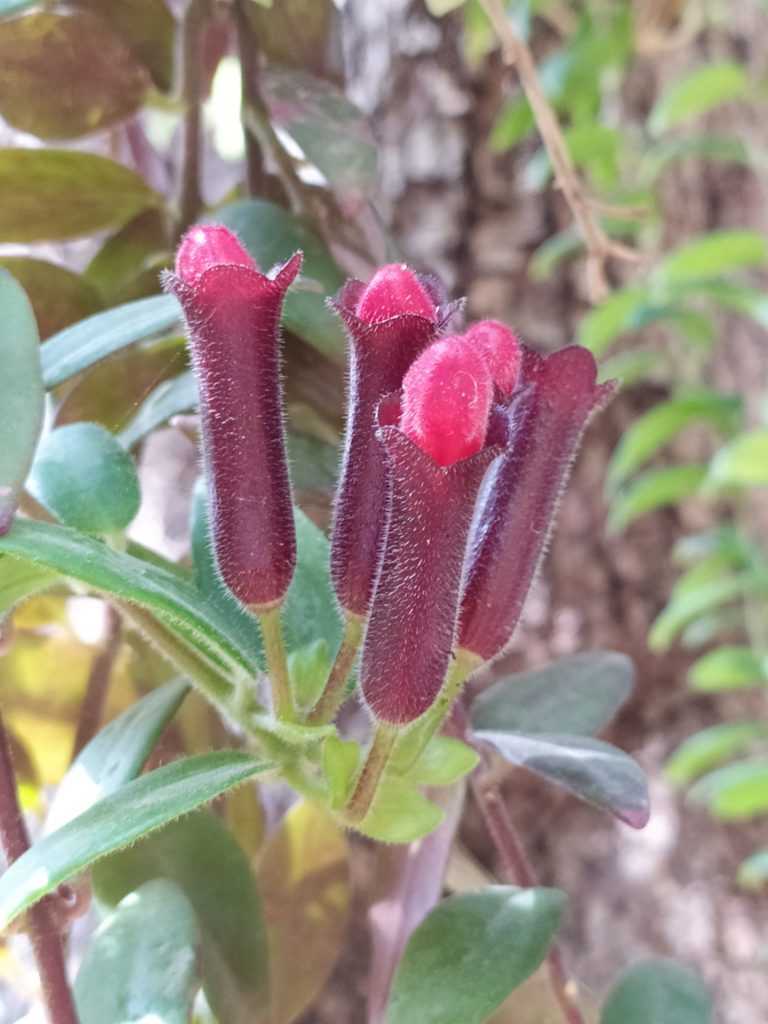 Aeschynanthus_Caroline_buds_up