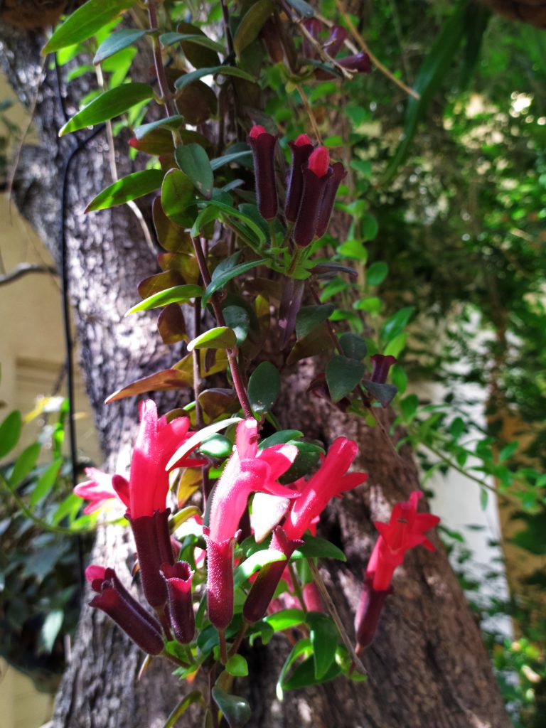 Aeschynanthus_Caroline_stem_flowers_up1