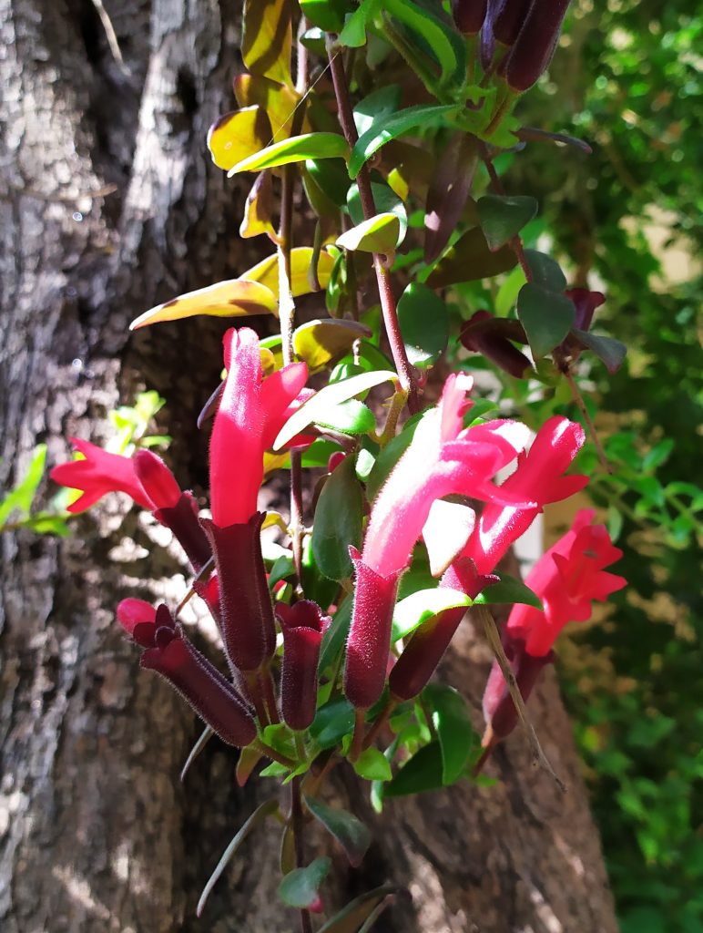 Aeschynanthus_Caroline_stem_flowers_up2_cut_up