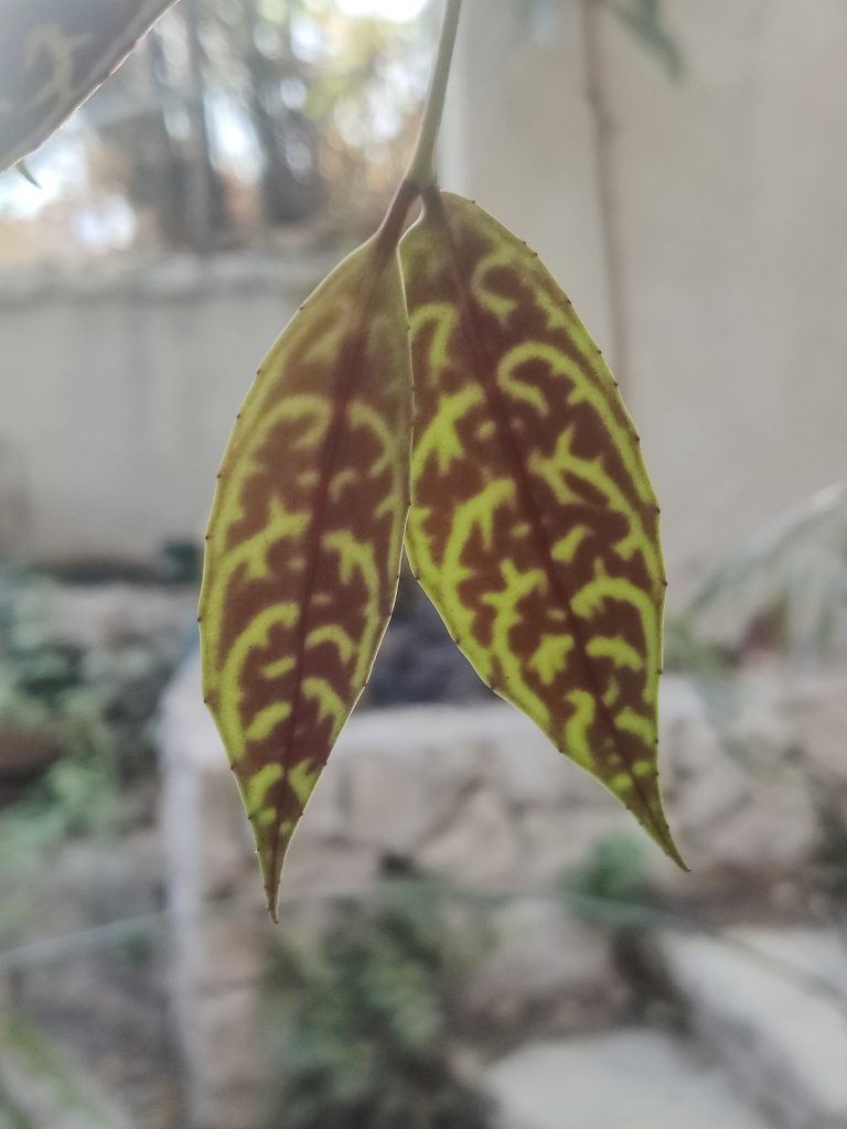 Aeschynanthus_marmoratus_backleaf_up1