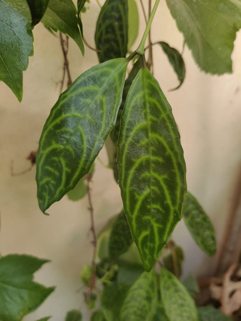 Aeschynanthus_marmoratus_leaves_up1