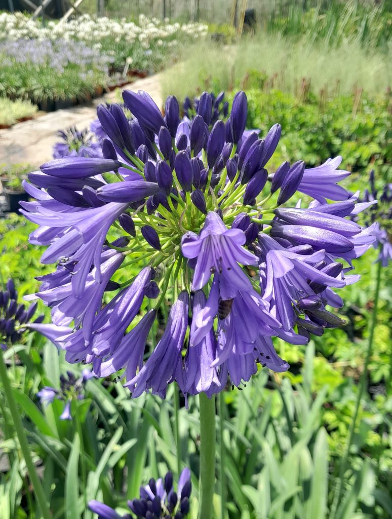 Agapanthus_Fuaran_Beinne_flower_up1_cut_up