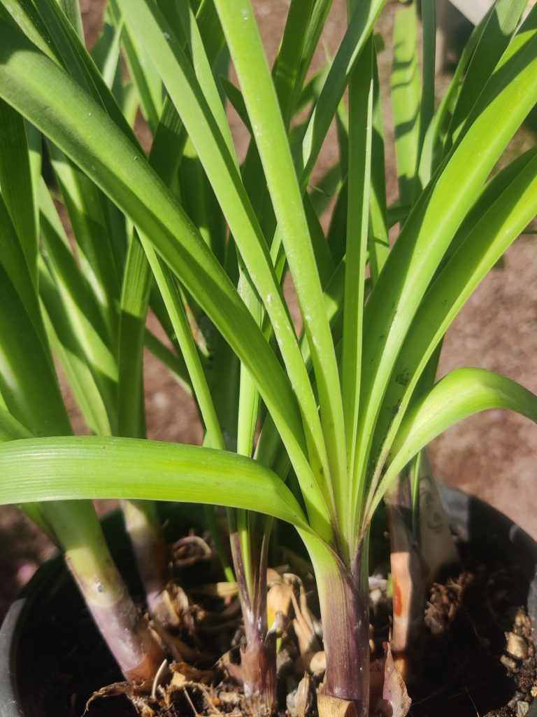 Agapanthus_Navy_Blue_base_leaves_up