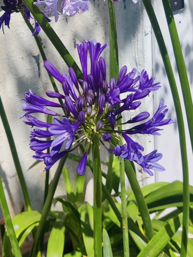 Agapanthus_Navy_Blue_flower_up2_cut_up