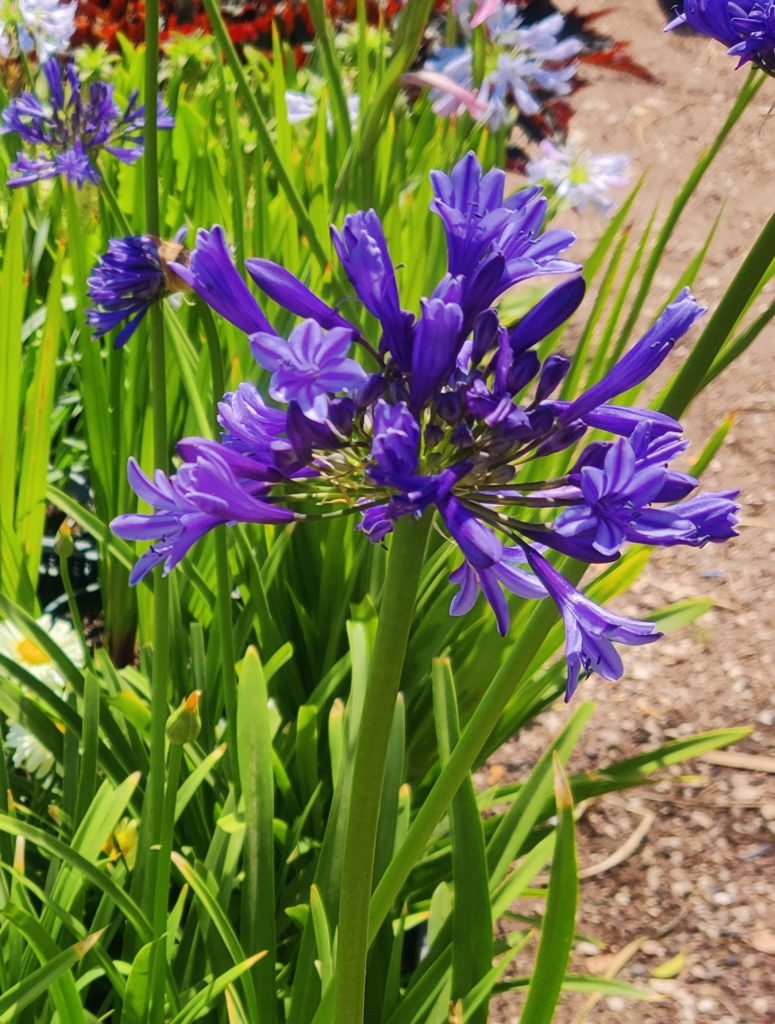 Agapanthus_Navy_Blue_group_cut_up