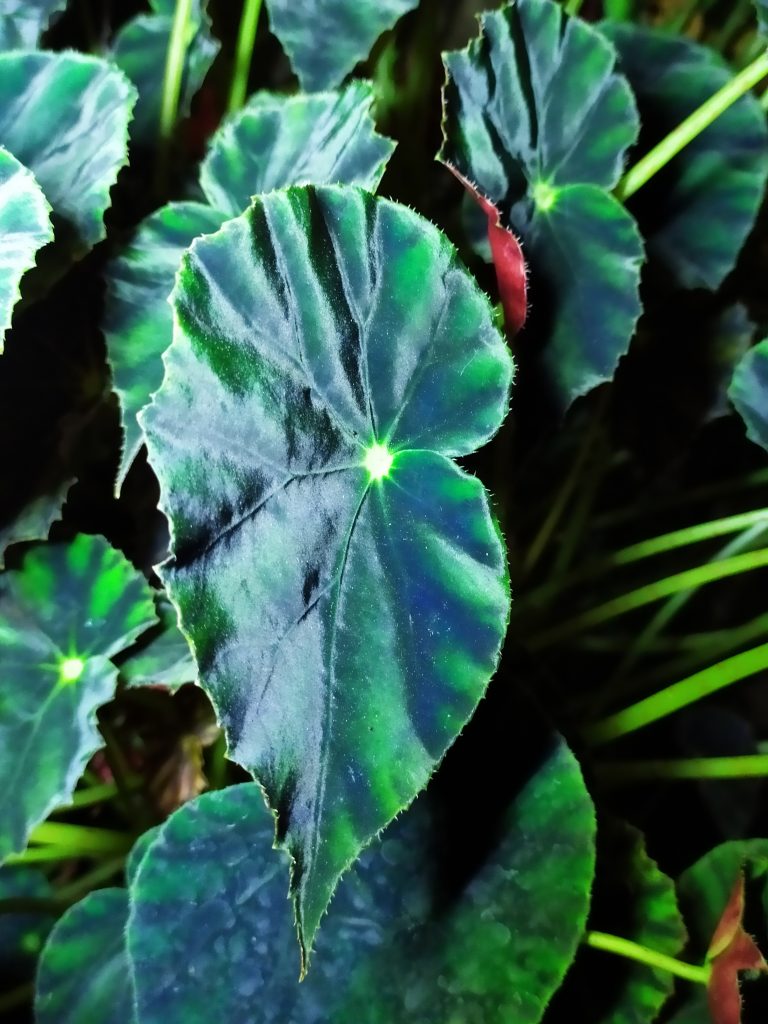 Begonia_mazae_forma_nigricans_blue_leaf_up