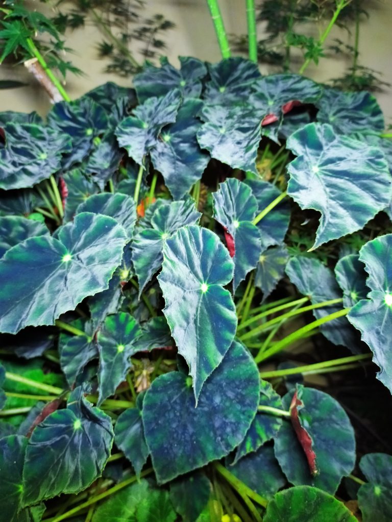 Begonia_mazae_forma_nigricans_blue_leaves_up