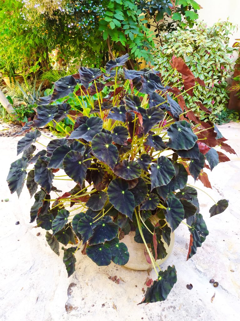 Begonia_mazae_forma_nigricans_full_up1