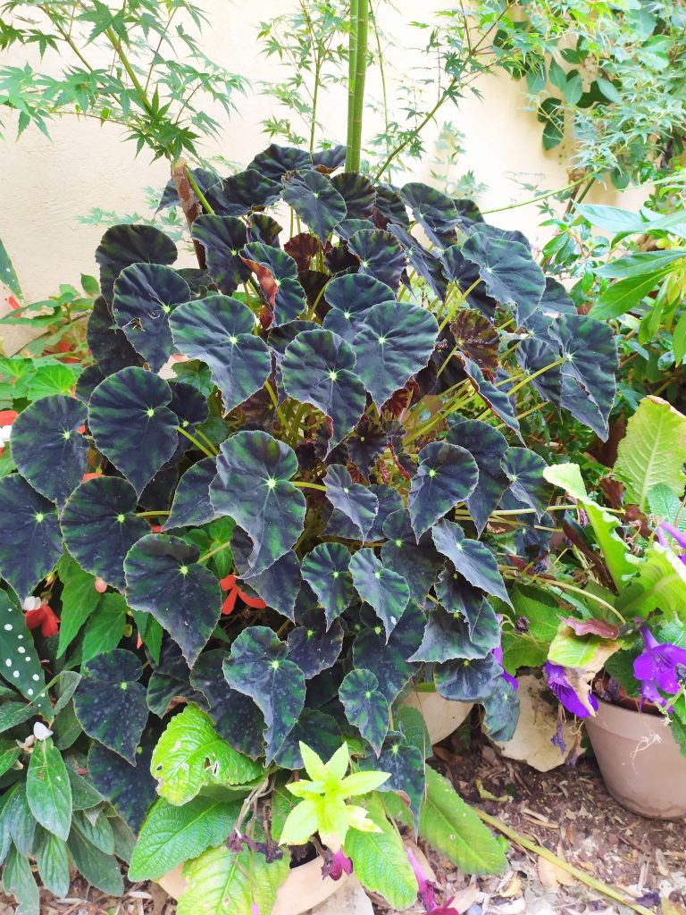 Begonia_mazae_forma_nigricans_full_up2