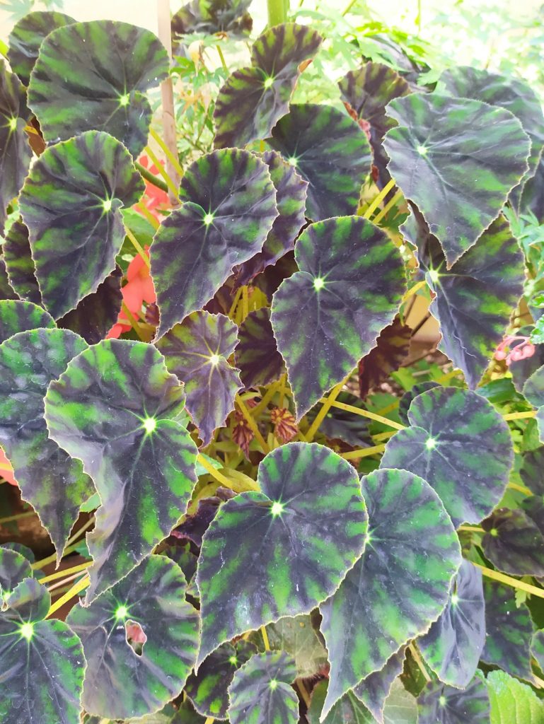 Begonia_mazae_forma_nigricans_leaves2_cut_up