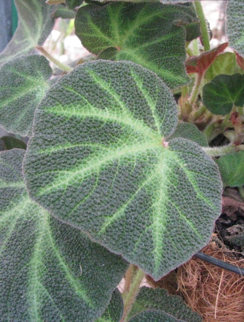 Begonia_soli_mutata_leaf_cut_up