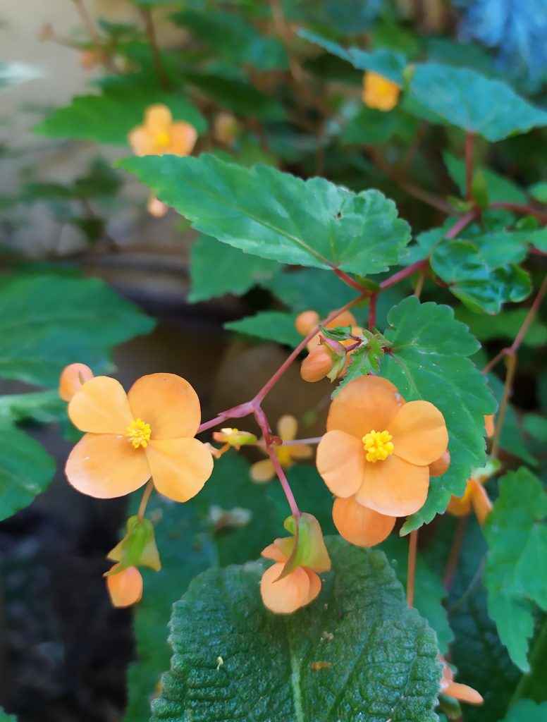 Begonia_sutherlandii_flowers_cut_up