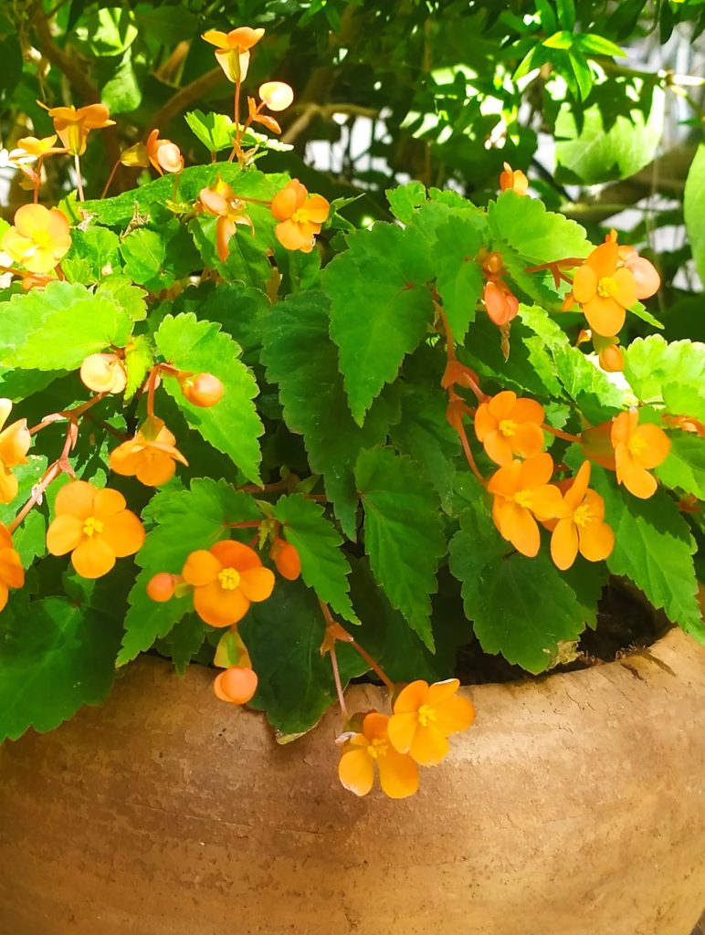 Begonia_sutherlandii_full1_cut_up