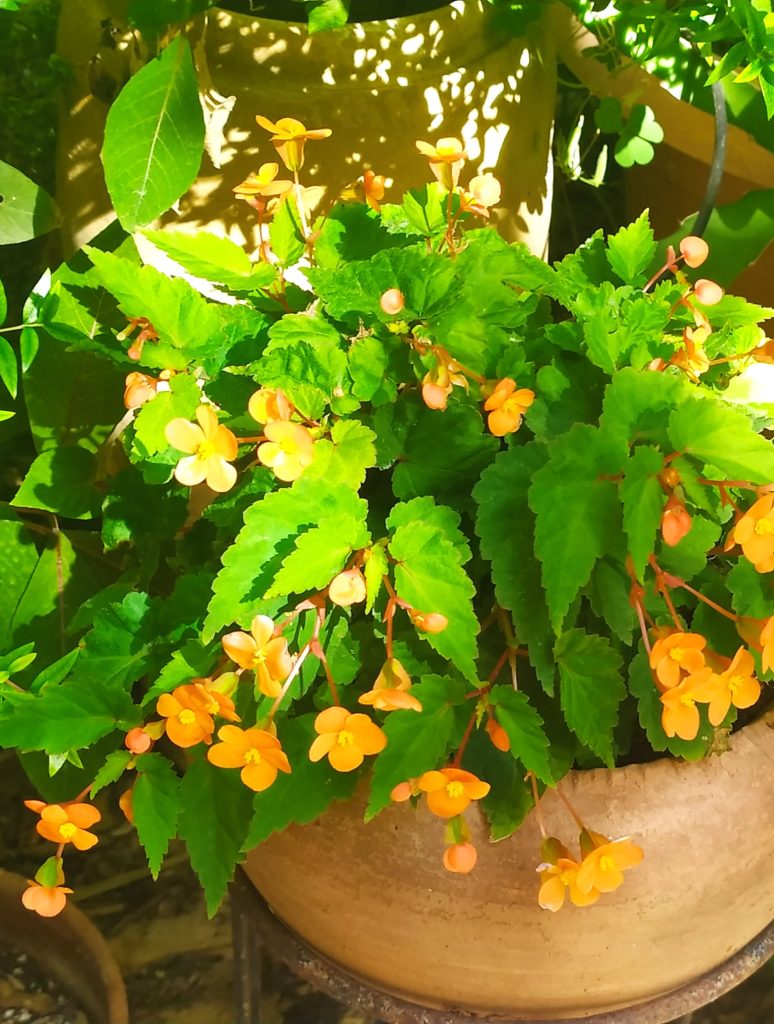 Begonia_sutherlandii_full2_cut_up