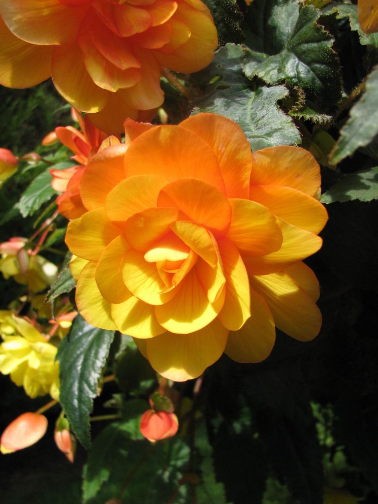 Begonia_x_tuberhybrida_flower_up1