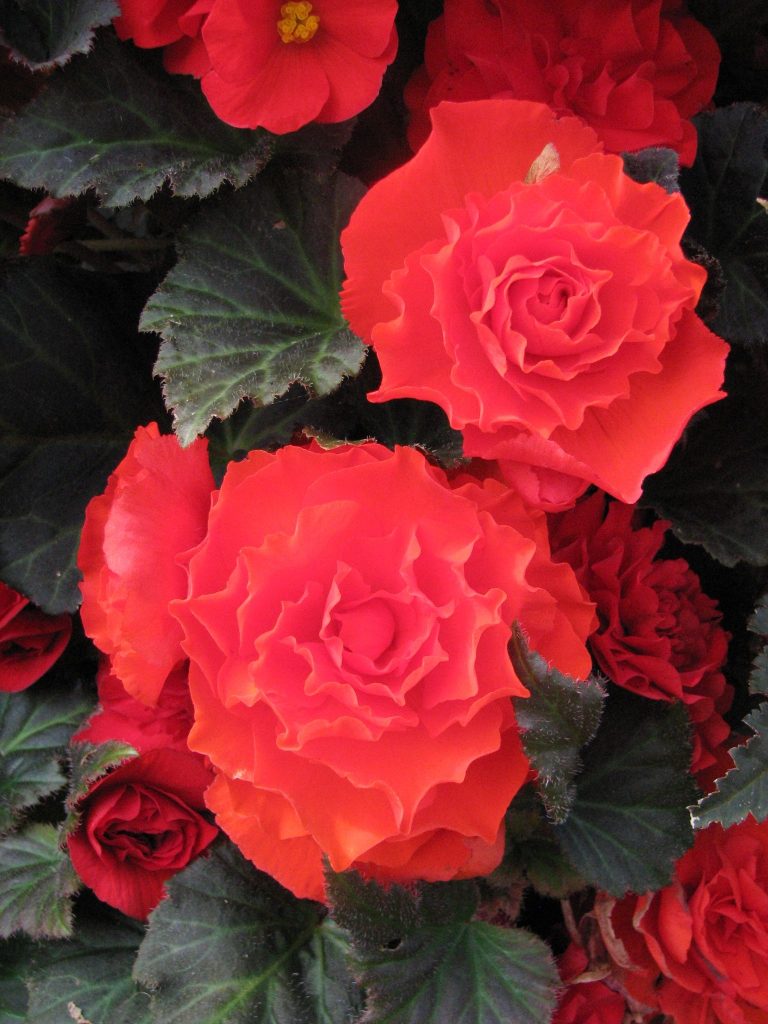 Begonia_x_tuberhybrida_flower_up2