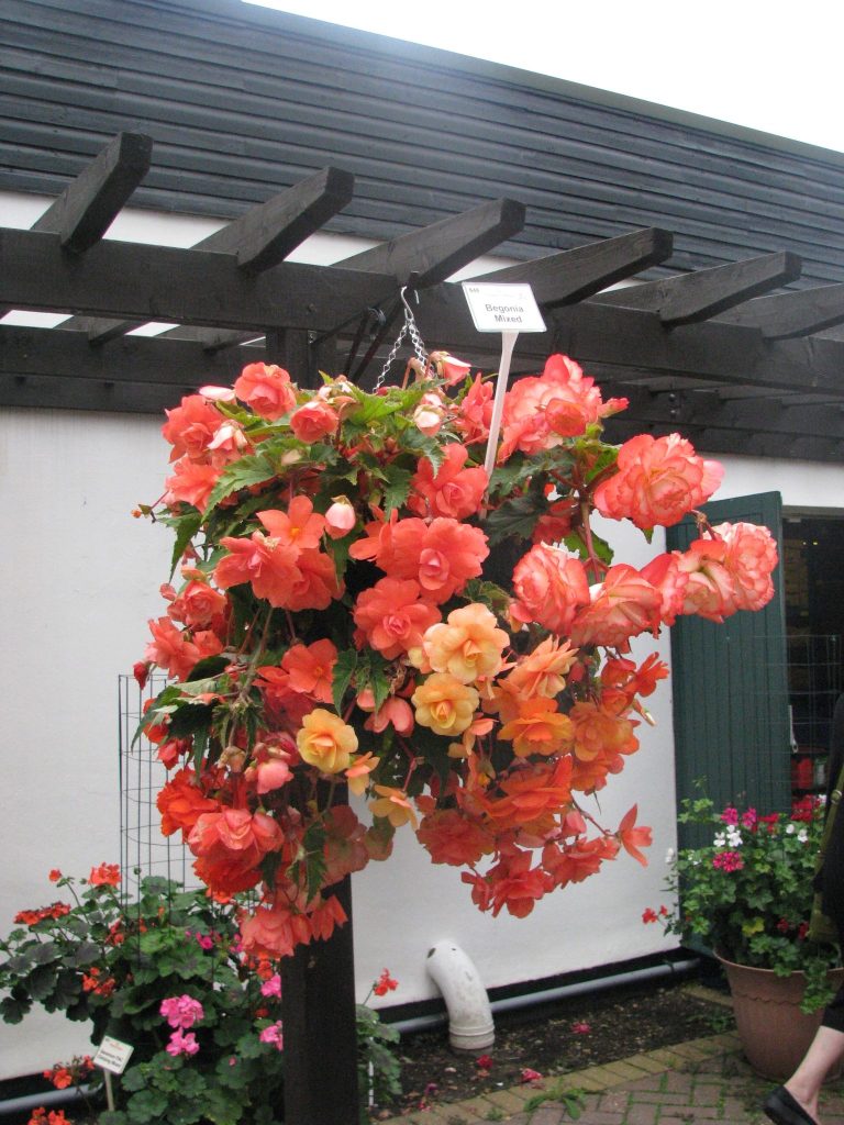 Begonia_x_tuberhybrida_full_up2