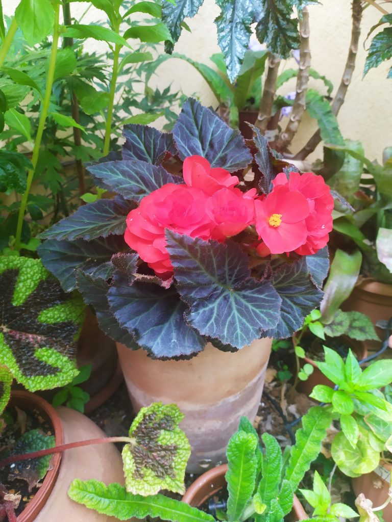 Begonia_x_tuberhybrida_full_up5