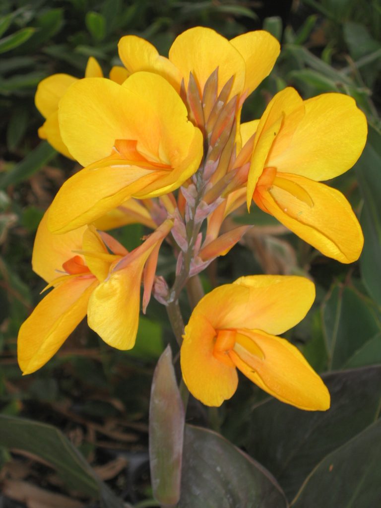 Canna_cultivars_flower_apricot_up