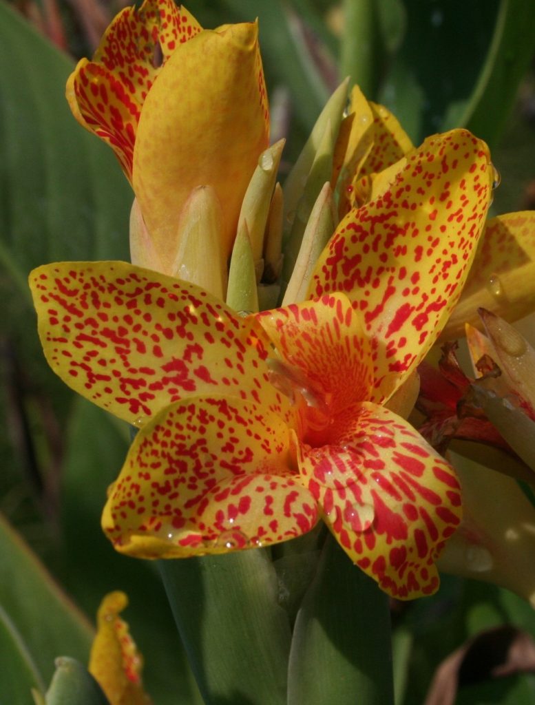 Canna_cultivars_flower_orange_dots_cut_up