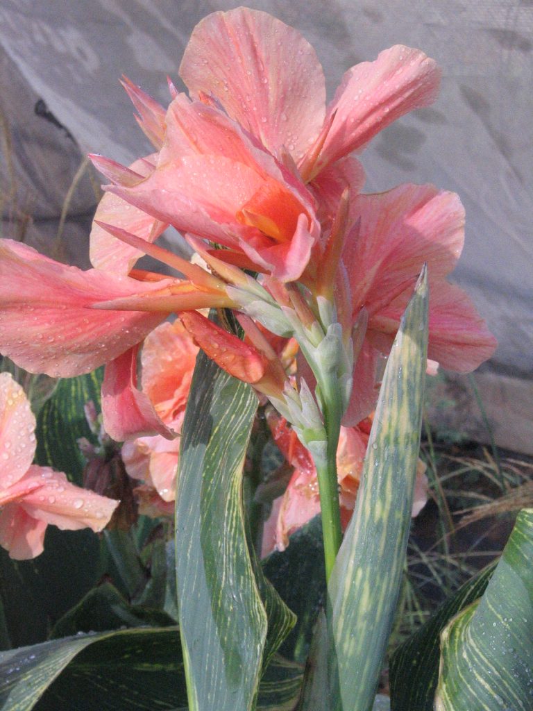 Canna_cultivars_flower_pink_up1