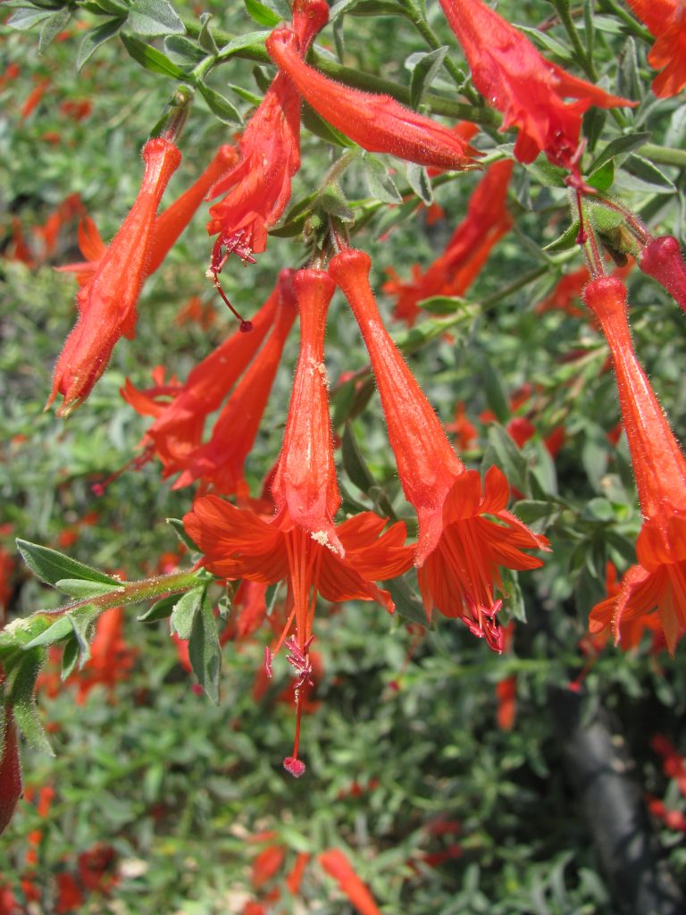 Epilobium_canum_Schieffelins_Choice_flowers_up1