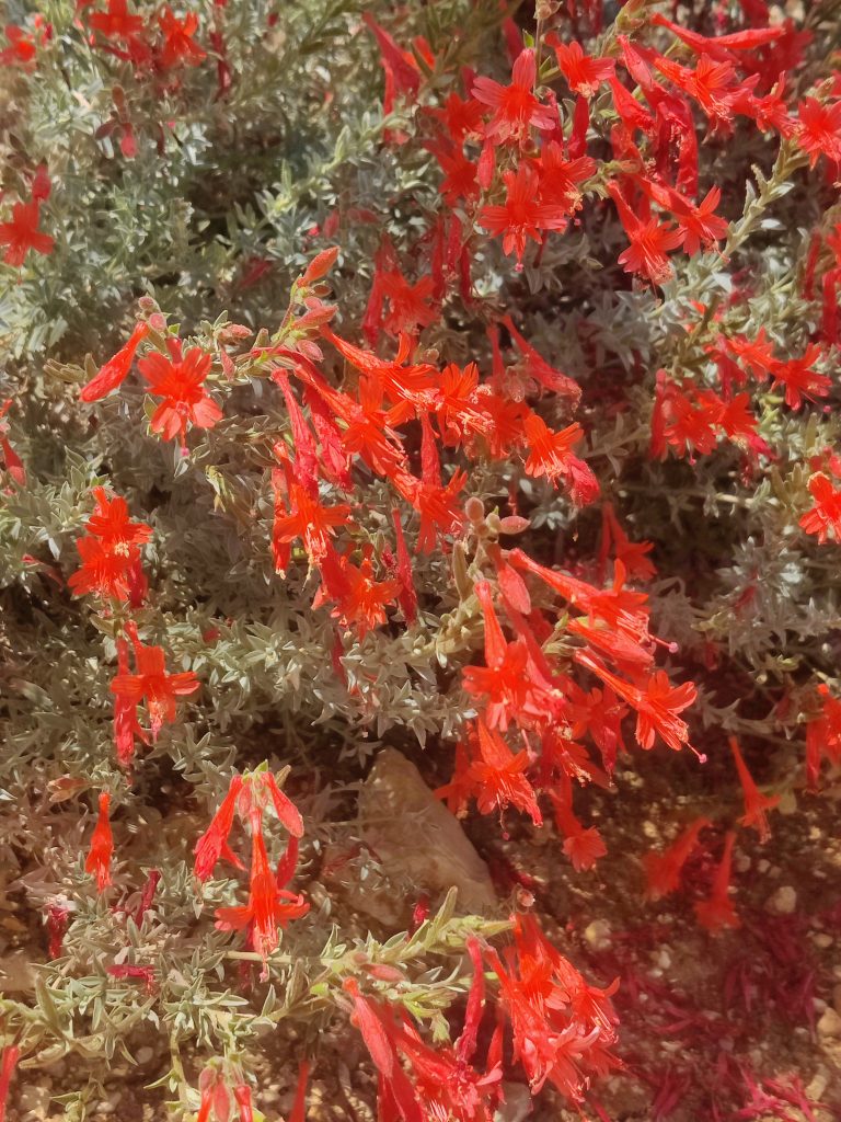 Epilobium_canum_Schieffelins_Choice_flowers_up2