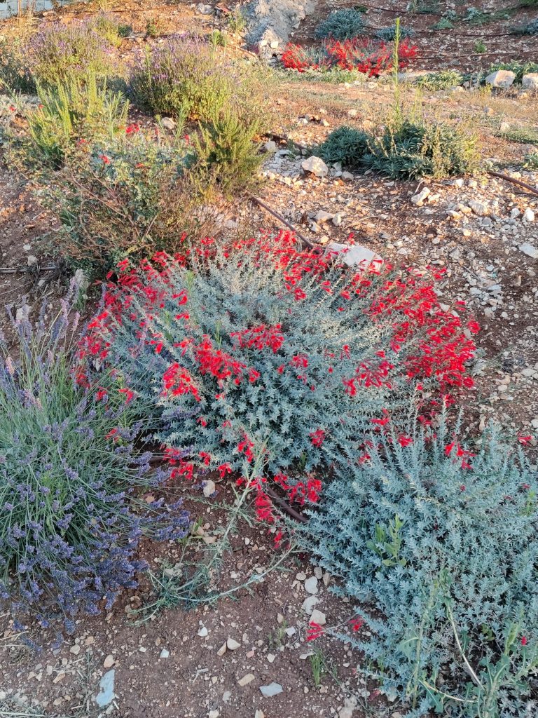 Epilobium_canum_Schieffelins_Choice_group2_cut_up