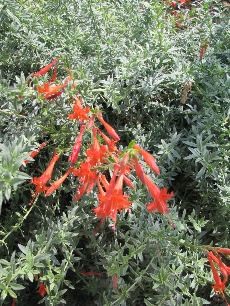 Epilobium_canum_Schieffelins_Choice_leaves_up