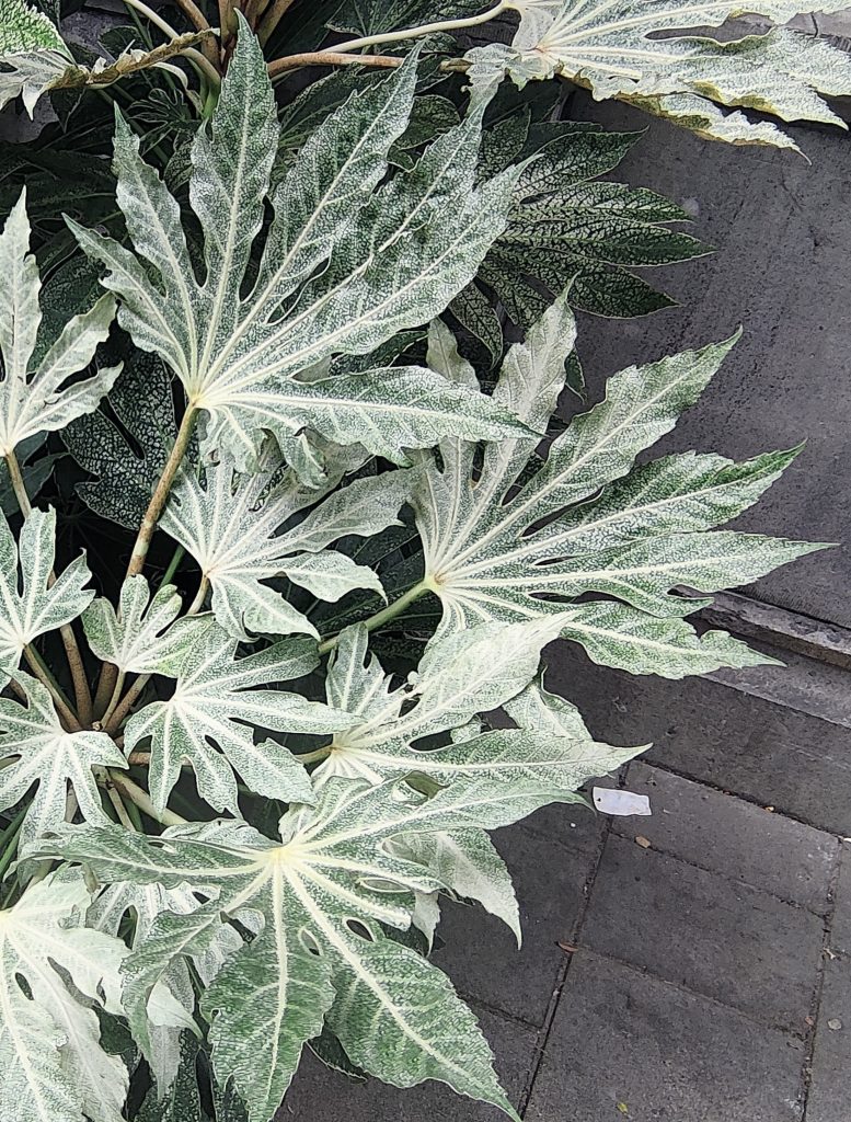 Fatsia_japonica_Spiders_Web_leaves1_cut_up