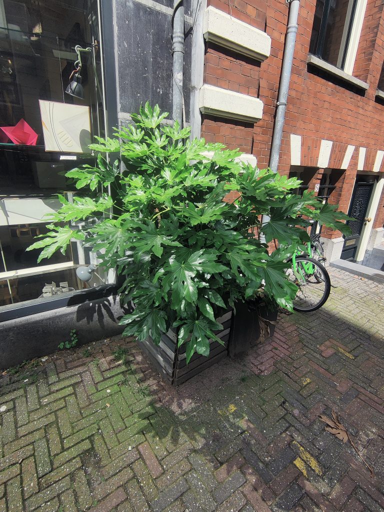 Fatsia_japonica_full_Up