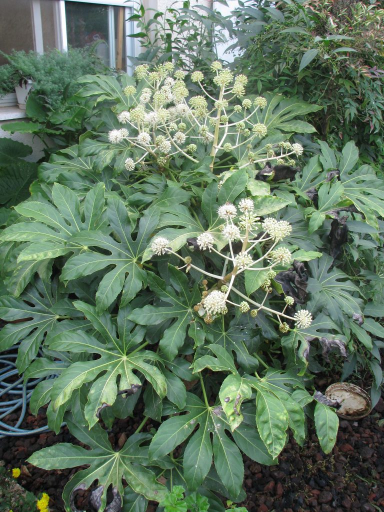 Fatsia_japonica_full_flowers_up1