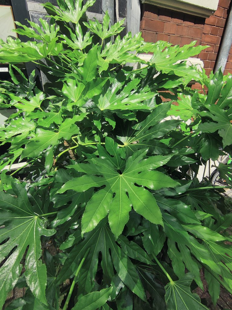 Fatsia_japonica_leaves_up