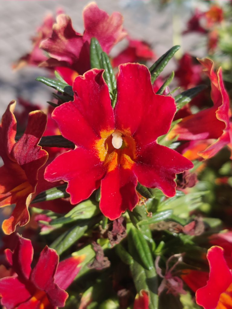 Mimulus_Mai_Tai_Red_flower_new_up1