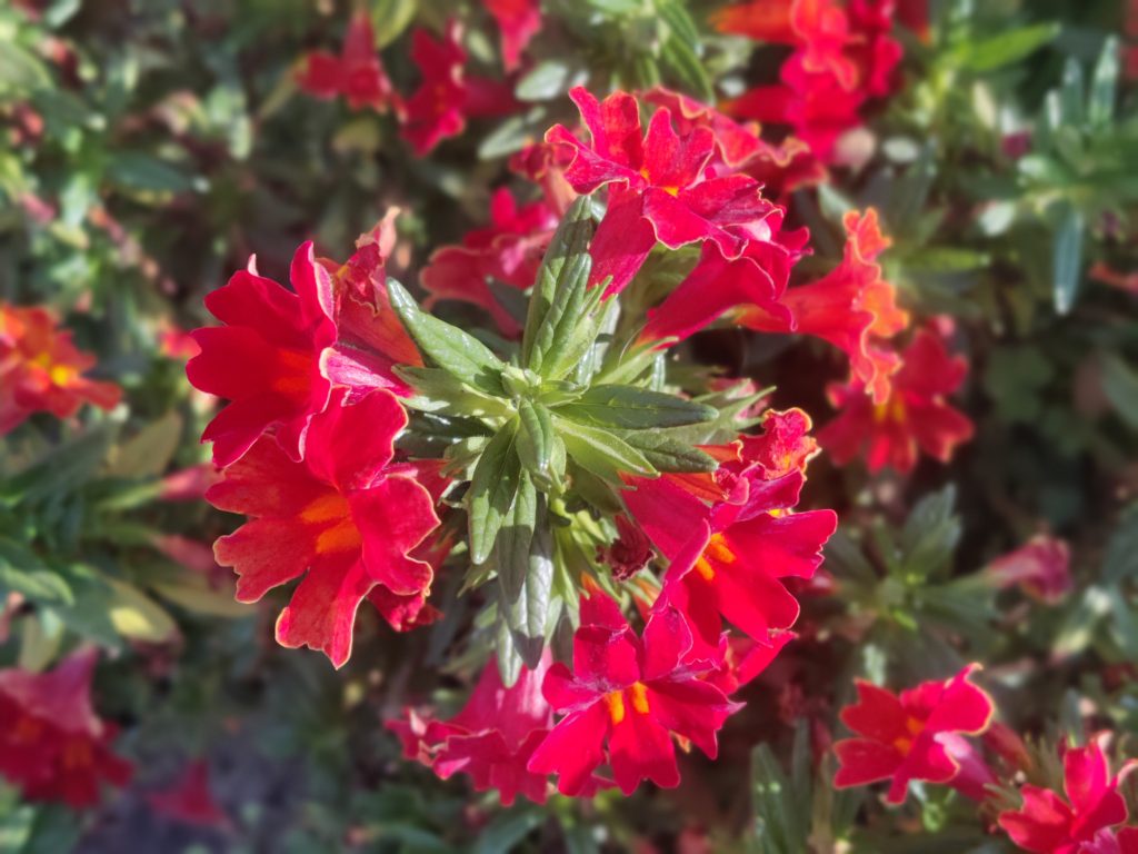 Mimulus_Mai_Tai_Red_flowers_from_above