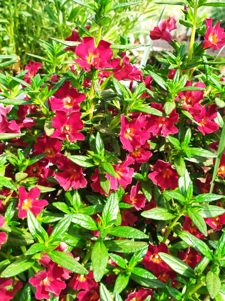 Mimulus_Mai_Tai_Red_flowers_leaves_up1